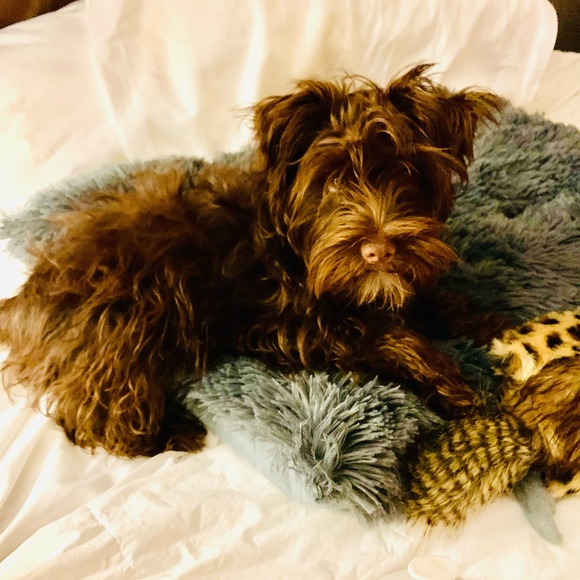 Meet your Posher, Marti - Picture 3 of 8